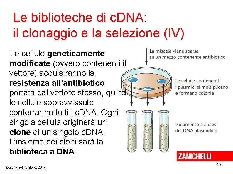 Le biblioteche di c. DNA: il clonaggio e la selezione (IV) Le cellule geneticamente
