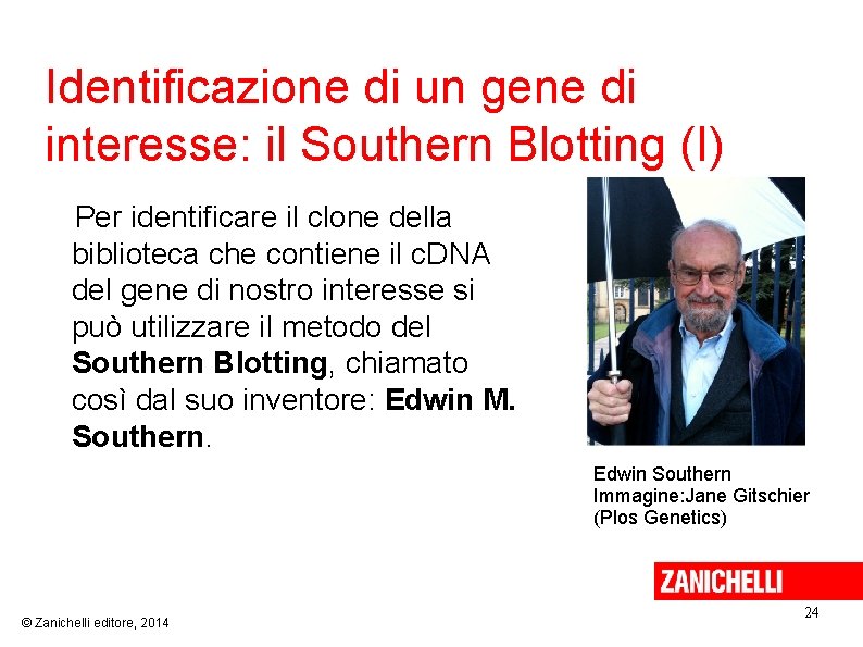Identificazione di un gene di interesse: il Southern Blotting (I) Per identificare il clone