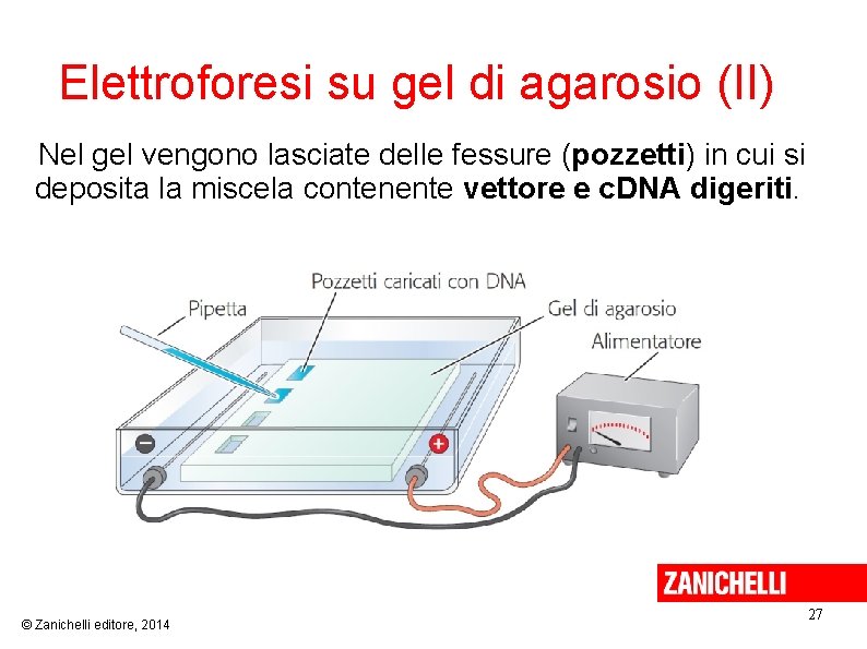 Elettroforesi su gel di agarosio (II) Nel gel vengono lasciate delle fessure (pozzetti) in