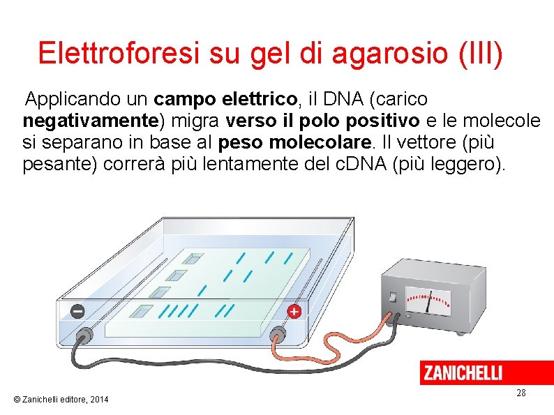 Elettroforesi su gel di agarosio (III) Applicando un campo elettrico, il DNA (carico negativamente)