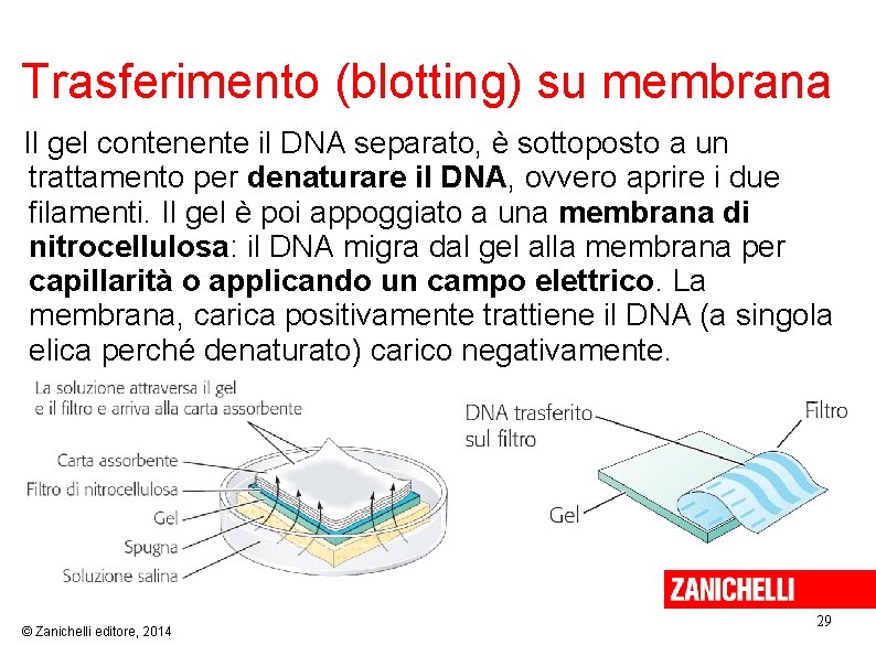  Trasferimento (blotting) su membrana Il gel contenente il DNA separato, è sottoposto a