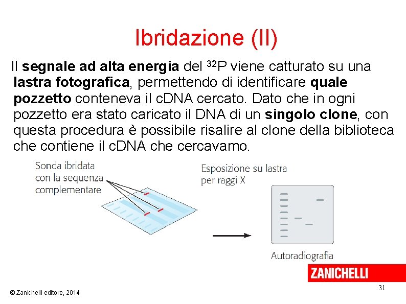  Ibridazione (II) Il segnale ad alta energia del 32 P viene catturato su