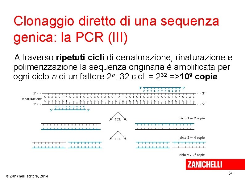  Clonaggio diretto di una sequenza genica: la PCR (III) Attraverso ripetuti cicli di