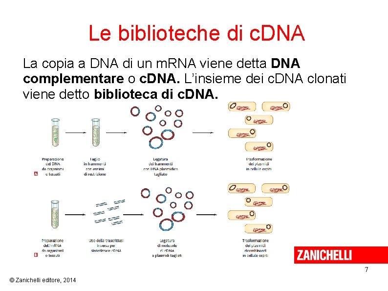 Le biblioteche di c. DNA La copia a DNA di un m. RNA viene