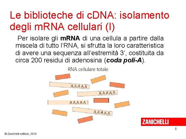 Le biblioteche di c. DNA: isolamento degli m. RNA cellulari (I) Per isolare gli