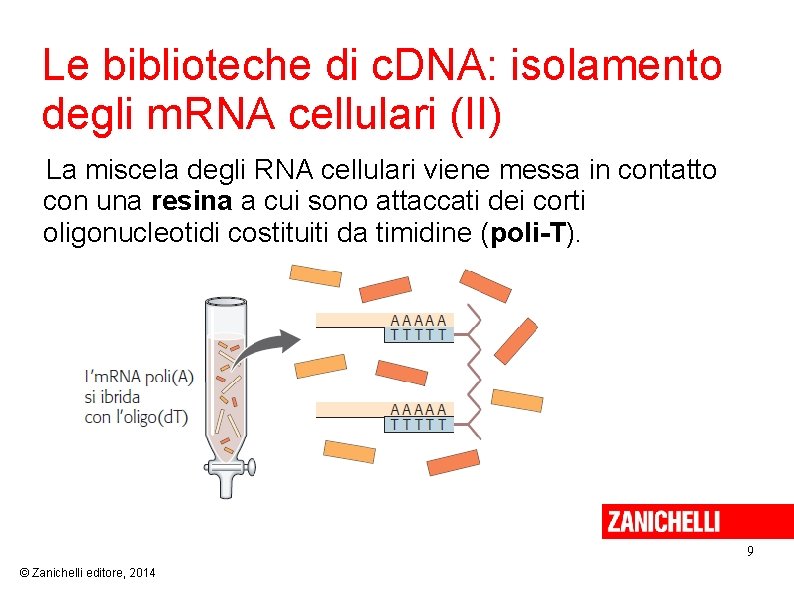 Le biblioteche di c. DNA: isolamento degli m. RNA cellulari (II) La miscela degli