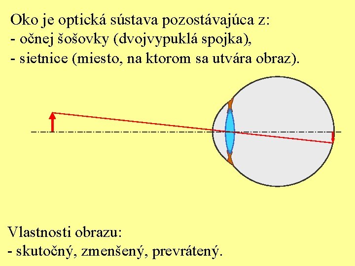 Oko je optická sústava pozostávajúca z: - očnej šošovky (dvojvypuklá spojka), - sietnice (miesto,