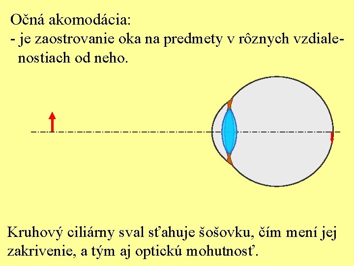 Očná akomodácia: - je zaostrovanie oka na predmety v rôznych vzdialenostiach od neho. Kruhový