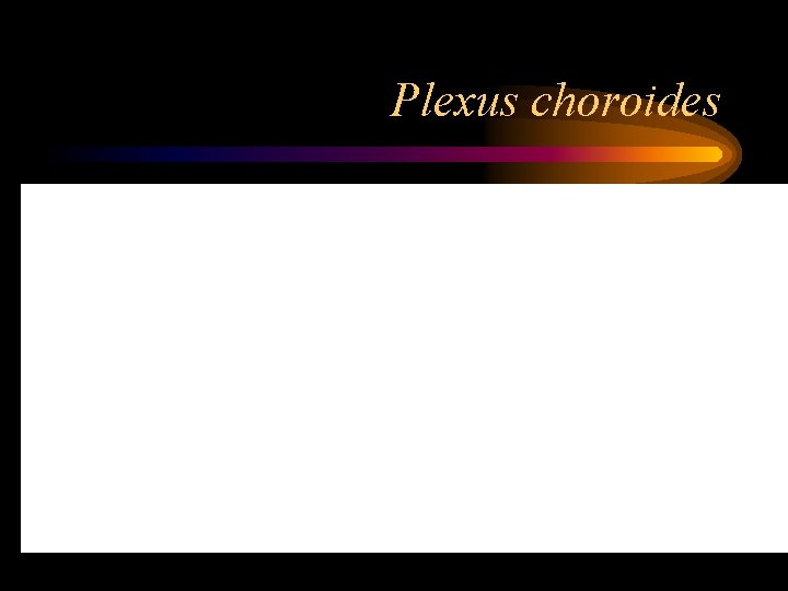 Plexus choroides 