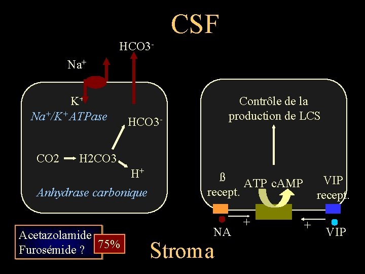 CSF HCO 3 Na+ K+ Na+/K+ ATPase CO 2 Contrôle de la production de
