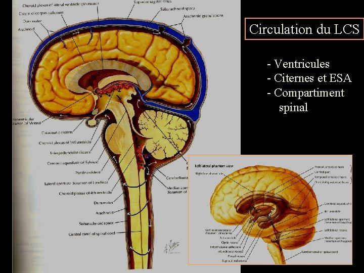 Circulation du LCS - Ventricules - Citernes et ESA - Compartiment spinal 