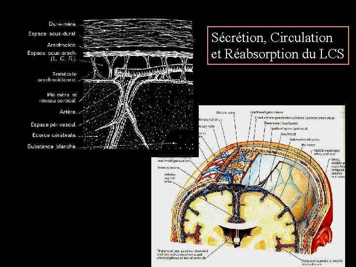 Sécrétion, Circulation et Réabsorption du LCS 