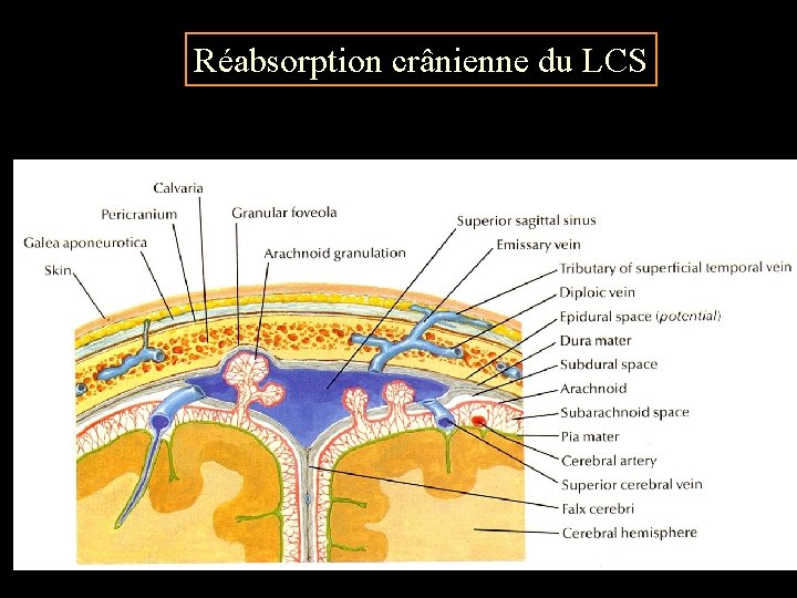 Réabsorption crânienne du LCS 