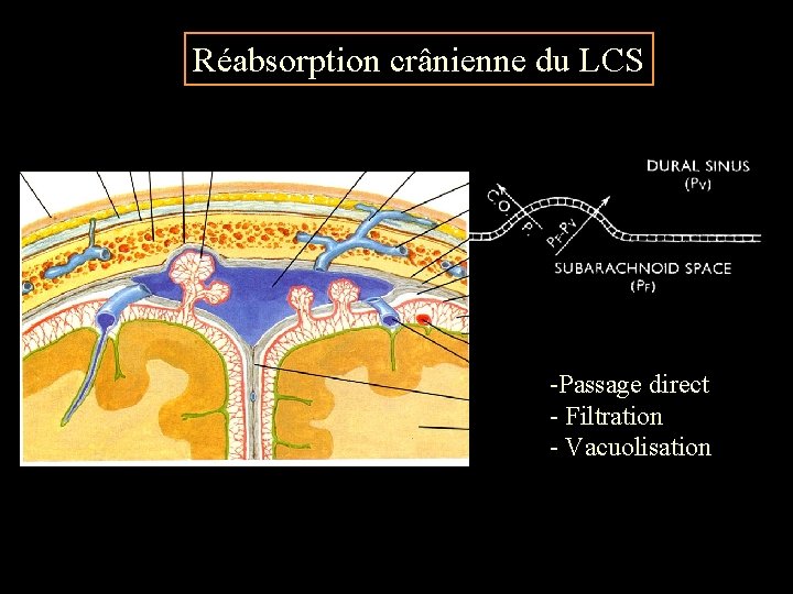 Réabsorption crânienne du LCS -Passage direct - Filtration - Vacuolisation 