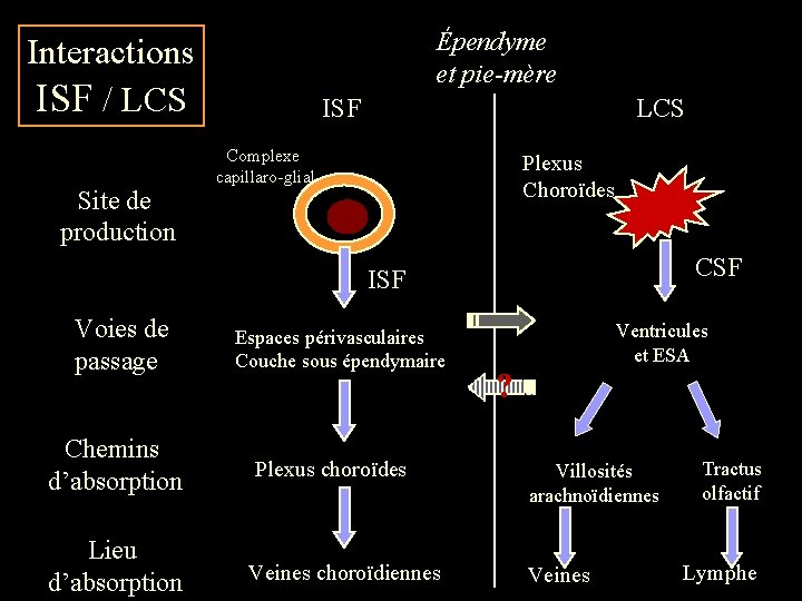 Épendyme et pie-mère Interactions ISF / LCS Site de production ISF LCS Complexe capillaro-glial