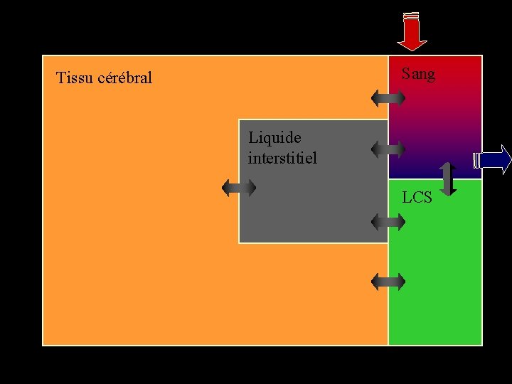 Sang Tissu cérébral Liquide interstitiel LCS 