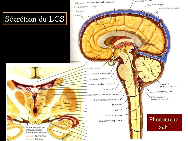 Sécrétion du LCS Phénomène actif 