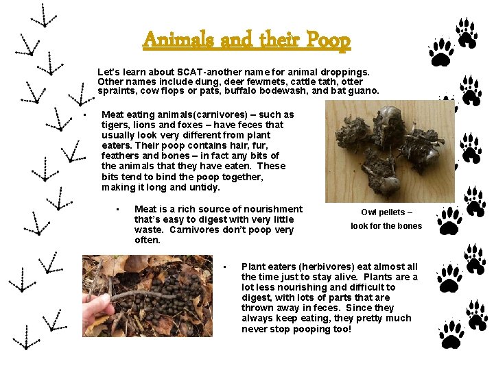 Animals and their Poop Let’s learn about SCAT-another name for animal droppings. Other names
