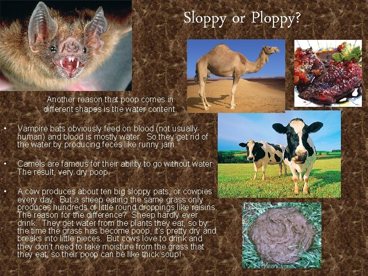 Sloppy or Ploppy? Another reason that poop comes in different shapes is the water