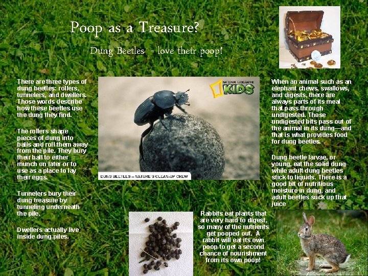 Poop as a Treasure? Dung Beetles - love their poop! There are three types