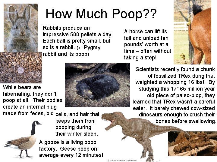 How Much Poop? ? Rabbits produce an impressive 500 pellets a day. Each ball