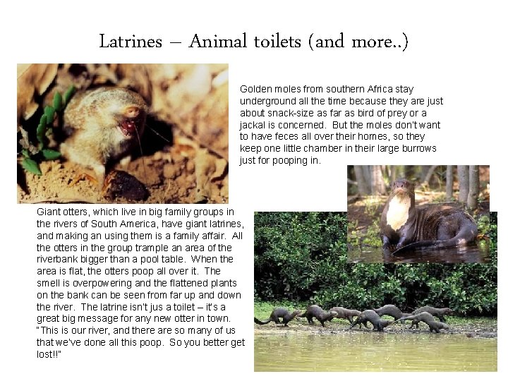 Latrines – Animal toilets (and more. . ) Golden moles from southern Africa stay