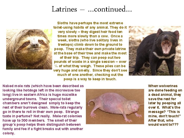 Latrines – …continued… Sloths have perhaps the most extreme toilet-using habits of any animal.