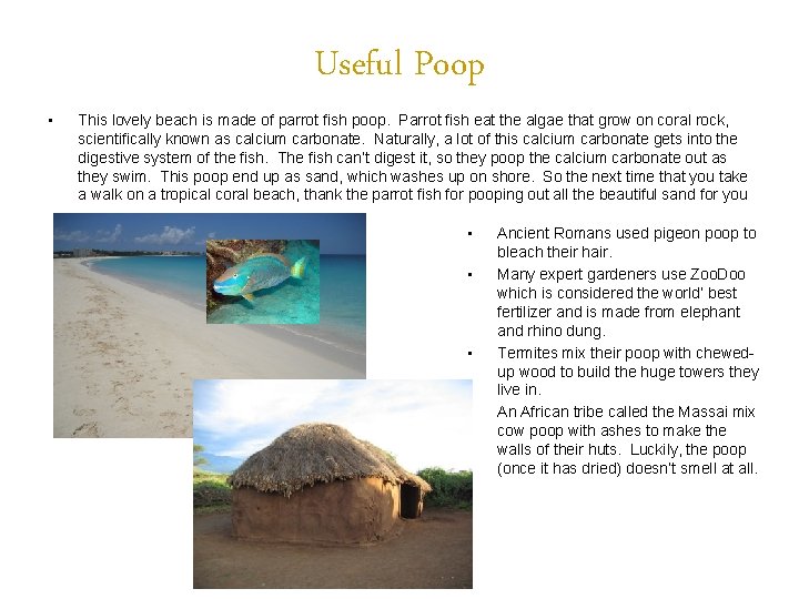 Useful Poop • This lovely beach is made of parrot fish poop. Parrot fish