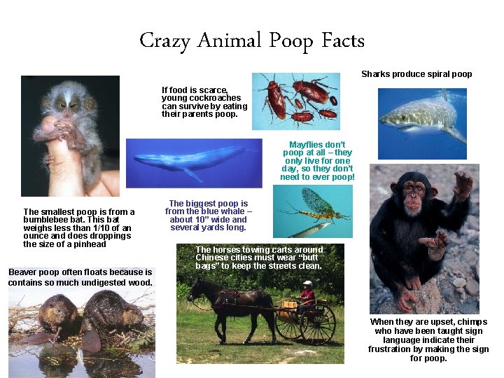 Crazy Animal Poop Facts Sharks produce spiral poop If food is scarce, young cockroaches