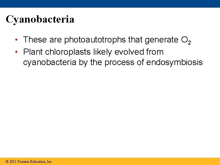 Cyanobacteria • These are photoautotrophs that generate O 2 • Plant chloroplasts likely evolved
