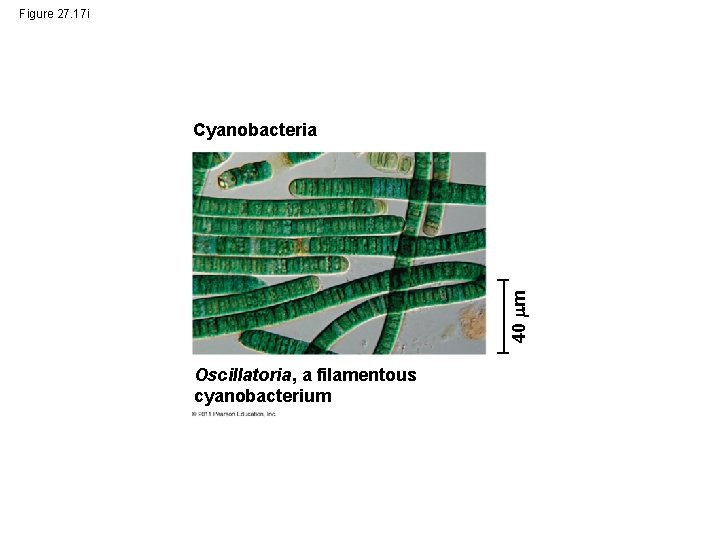 Figure 27. 17 i 40 m Cyanobacteria Oscillatoria, a filamentous cyanobacterium 