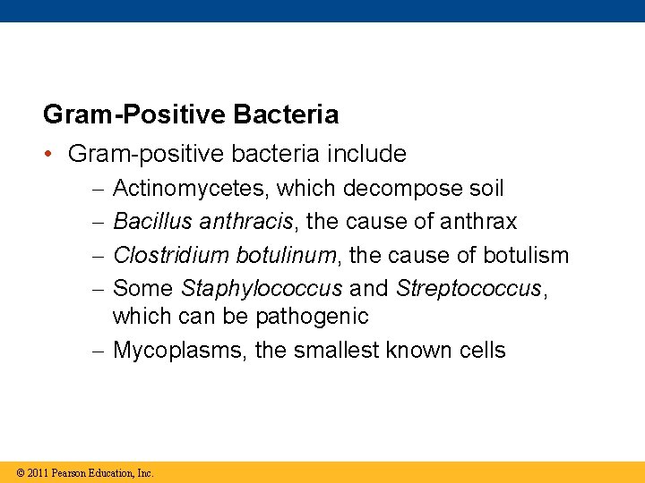 Gram-Positive Bacteria • Gram-positive bacteria include – – Actinomycetes, which decompose soil Bacillus anthracis,
