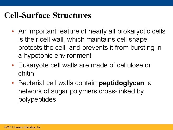 Cell-Surface Structures • An important feature of nearly all prokaryotic cells is their cell