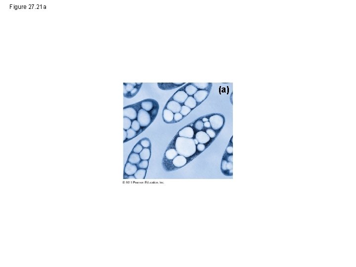 Figure 27. 21 a (a) 