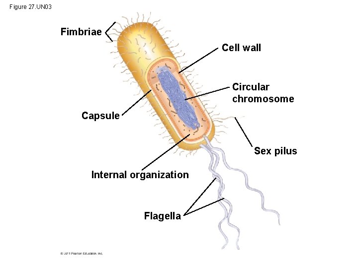 Figure 27. UN 03 Fimbriae Cell wall Circular chromosome Capsule Sex pilus Internal organization