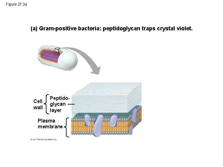 Figure 27. 3 a (a) Gram-positive bacteria: peptidoglycan traps crystal violet. Cell wall Peptidoglycan