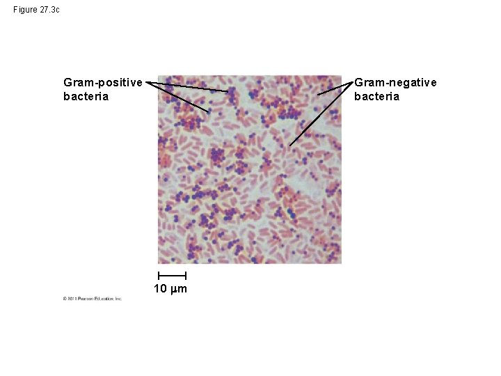 Figure 27. 3 c Gram-positive bacteria Gram-negative bacteria 10 m 