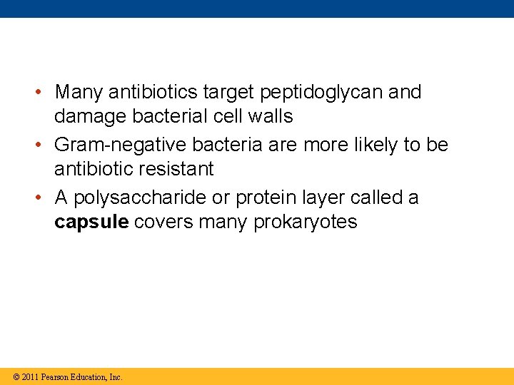  • Many antibiotics target peptidoglycan and damage bacterial cell walls • Gram-negative bacteria