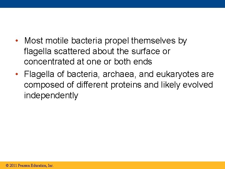 • Most motile bacteria propel themselves by flagella scattered about the surface or