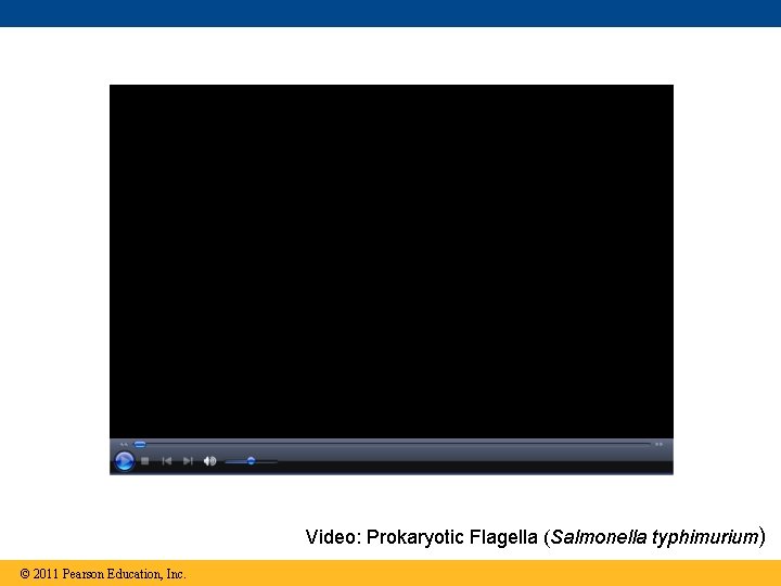 Video: Prokaryotic Flagella (Salmonella typhimurium) © 2011 Pearson Education, Inc. 