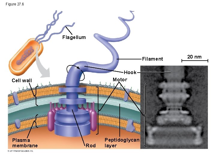 Figure 27. 6 Flagellum Filament Hook Motor Cell wall Plasma membrane Rod Peptidoglycan layer