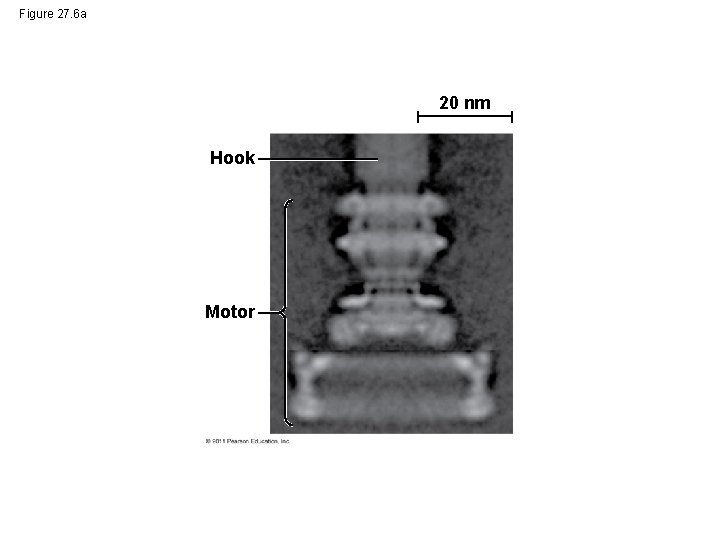 Figure 27. 6 a 20 nm Hook Motor 