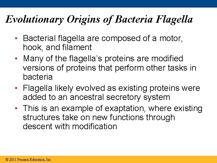 Evolutionary Origins of Bacteria Flagella • Bacterial flagella are composed of a motor, hook,