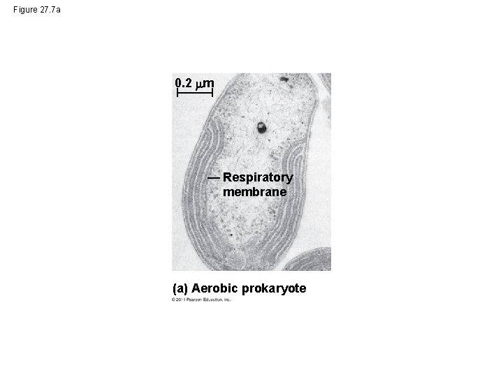 Figure 27. 7 a 0. 2 m Respiratory membrane (a) Aerobic prokaryote 
