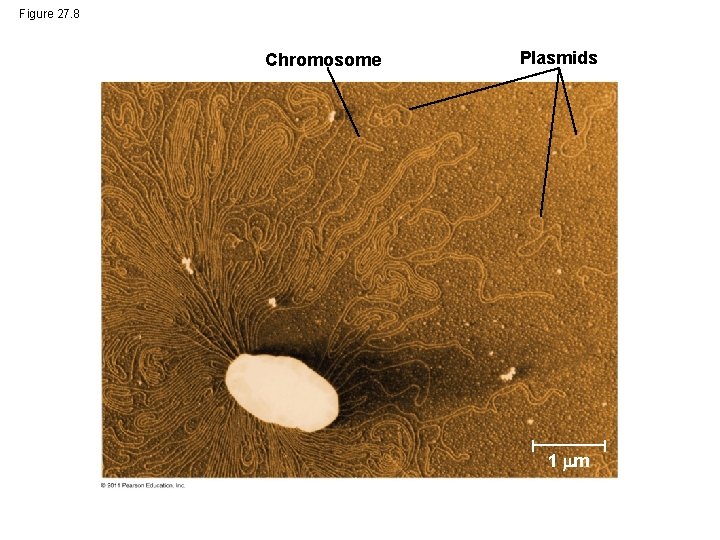 Figure 27. 8 Chromosome Plasmids 1 m 