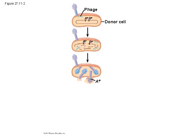 Figure 27. 11 -2 Phage A B Donor cell A B A 