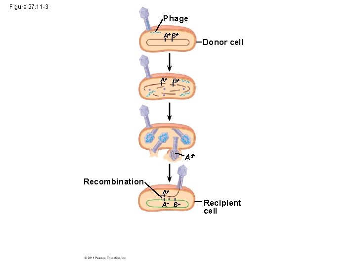 Figure 27. 11 -3 Phage A B Donor cell A B A Recombination A