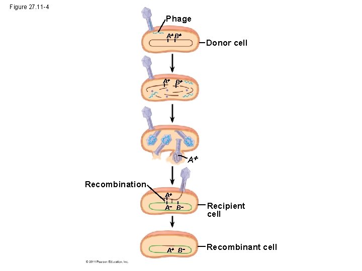 Figure 27. 11 -4 Phage A B Donor cell A B A Recombination A