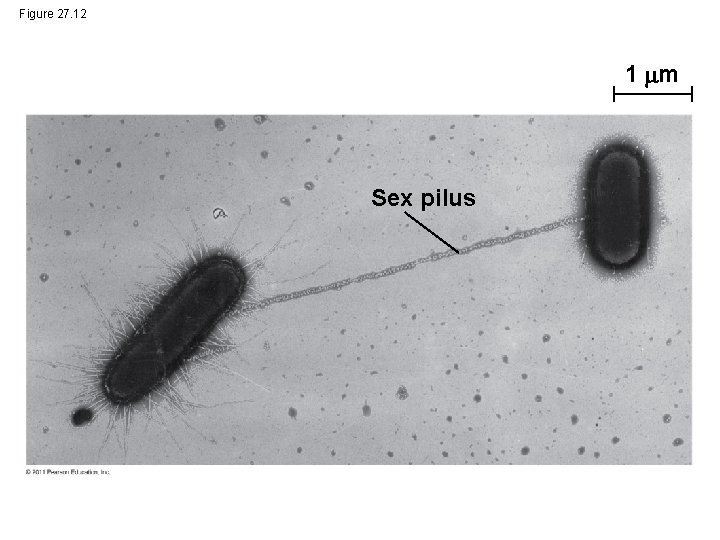 Figure 27. 12 1 m Sex pilus 
