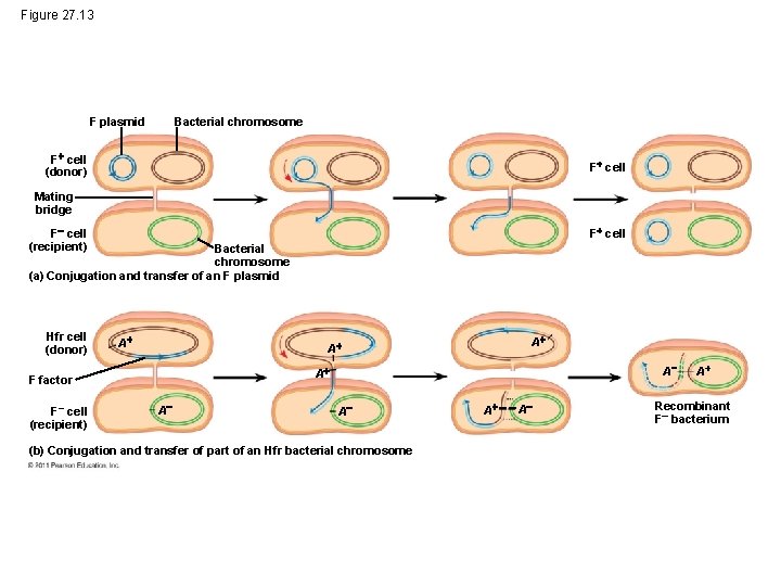 Figure 27. 13 Bacterial chromosome F plasmid F cell (donor) F cell Mating bridge